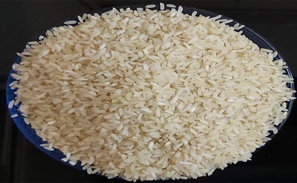 برنج کامفیروزی فله ای